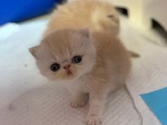-滚猫咖啡·猫咖·猫友好撸猫(未来城店)