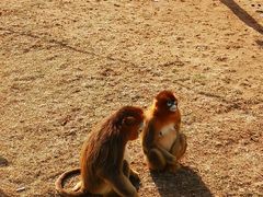 -西霞口神雕山野生动物世界