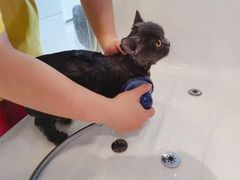 -70cat德文卷毛猫·缅因猫纯种猫舍