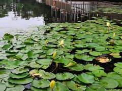 -荔湾湖公园