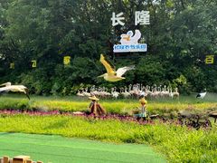 -广州长隆飞鸟乐园