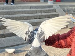 -洛阳白马寺