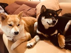 -柴务处·柴犬主题狗咖