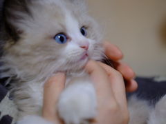 -猫十亿·布偶金渐层·曼基康矮脚猫舍(青年路店)