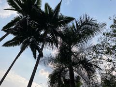 -西双版纳原始森林公园