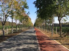 -上海长兴岛郊野公园