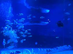 -烟台海昌鲸鲨海洋公园