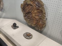 -辽宁古生物博物馆