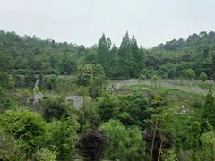 -都江堰中华大熊猫苑