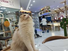 -喵园·猫主题咖啡厅·撸猫·猫咖(国贸店)