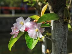-海棠花溪(元大都城垣遗址公园)