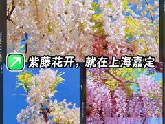 -嘉定紫藤园
