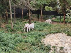 -云南野生动物园