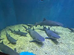 -华夏文旅海洋公园