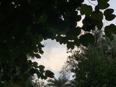 -广州兰圃