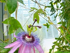 -国家植物园南园