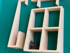 -飞行喵MR PILOT|猫舍·猫咖(静安大融城店)