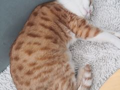 -小时光咖啡馆(北锣鼓巷店)