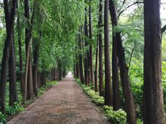 -上海滨江森林公园