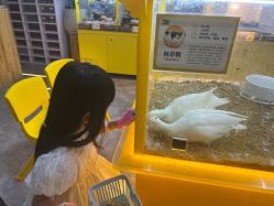 -神奇动物撸宠馆·羊驼·小浣熊·异宠(豫园店)
