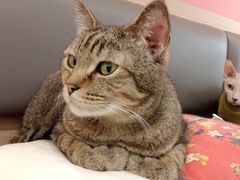 -喵园·猫主题咖啡厅·撸猫·猫咖(国贸店)