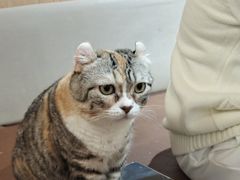 -MOCHA明星猫咖(田子坊店)