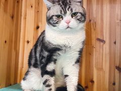 -猫在这儿猫咪咖啡馆·撸猫馆