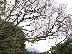-南丫岛