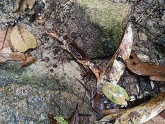 -海南热带雨林国家公园吊罗山景区