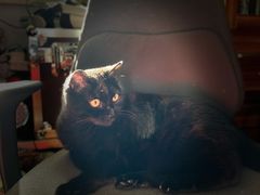 -北京恒爱动物医院(清景园分院)