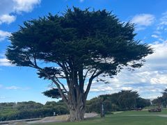 -Dooley's Premium Ice Cream