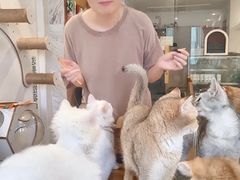 -楼上猫咖(罗湖店)