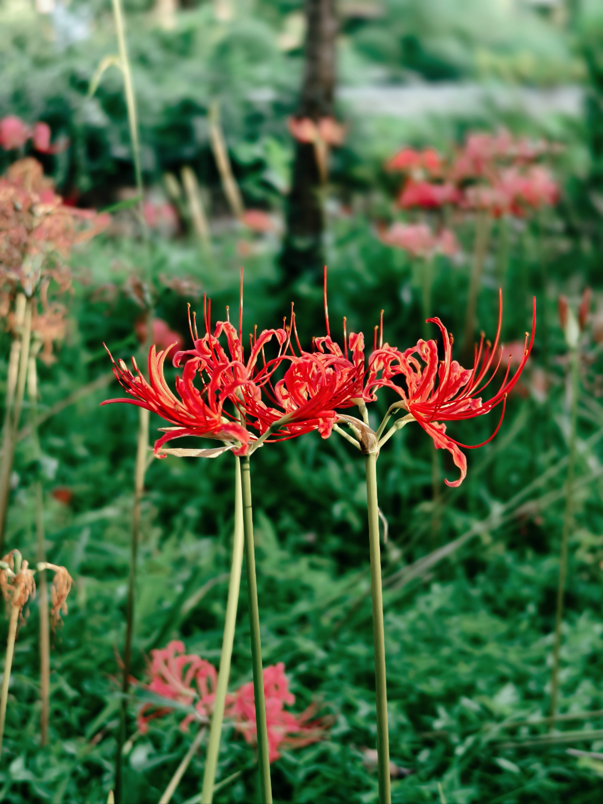 山蒜花图片大全图片