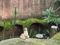 -清迈夜间动物园