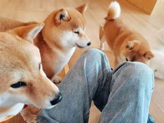 -南京Hallo宠物乐园·哈罗犬舍·柴犬繁育基地
