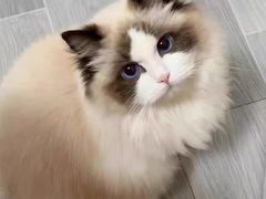 -猫十亿·布偶金渐层·曼基康矮脚猫舍(青年路店)