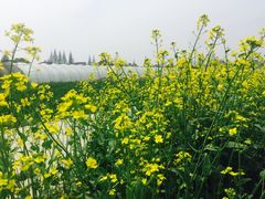 -青浦采草莓天天草莓园