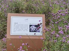 -西京湾花海