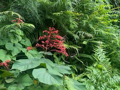 -深圳仙湖植物园