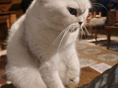-猫猫幼稚园·撸猫·桌游·电玩