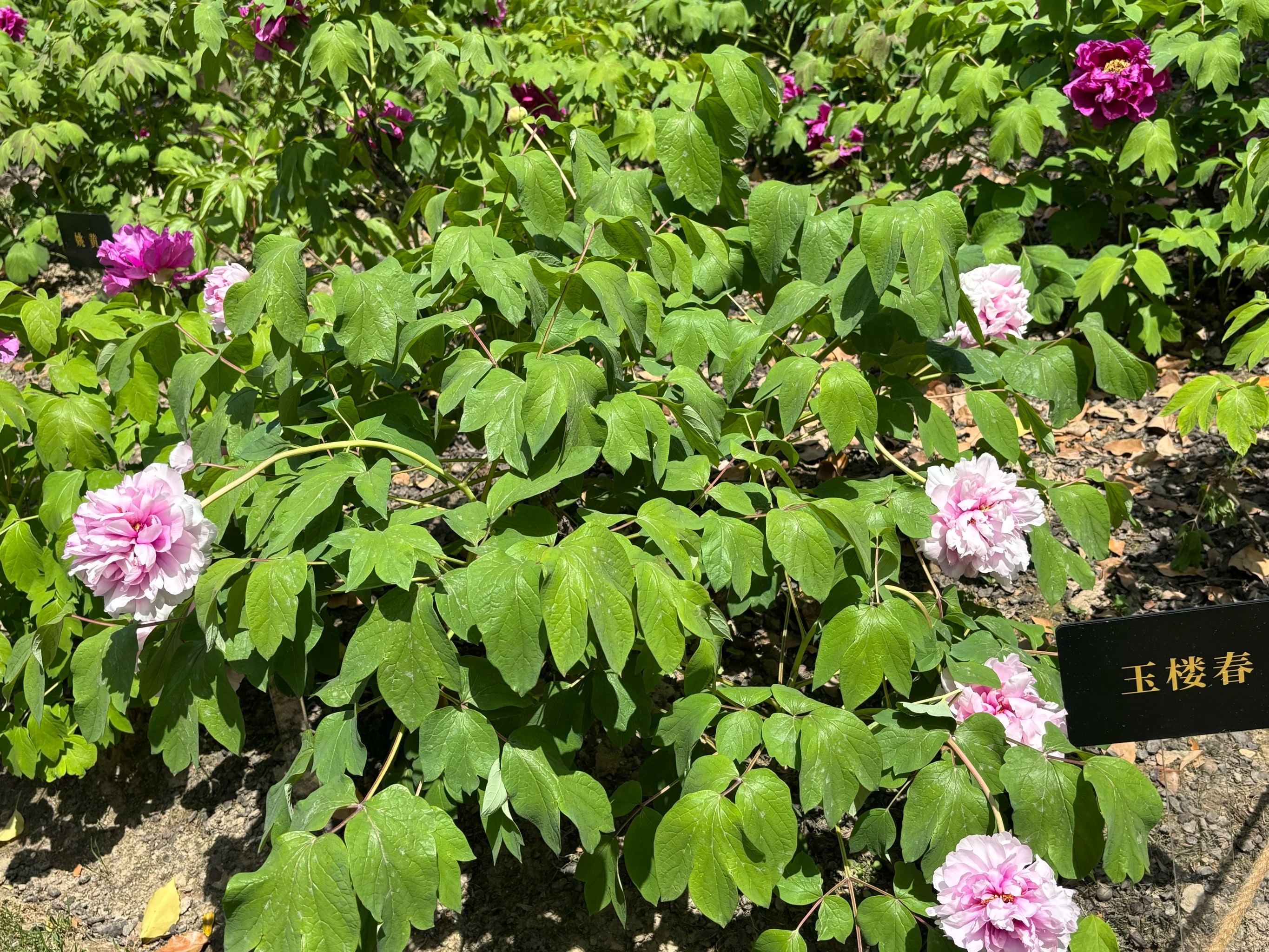 漕溪公园牡丹花展