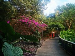 -金鸡山公园