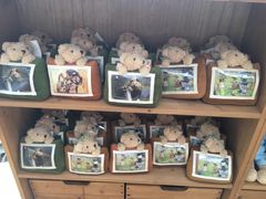 -济州岛泰迪熊博物馆