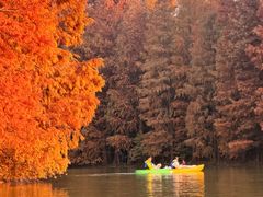 -上海海湾国家森林公园