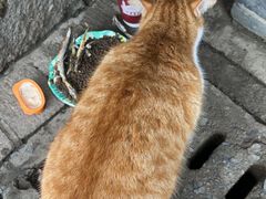 -龙华素斋(龙华路店)