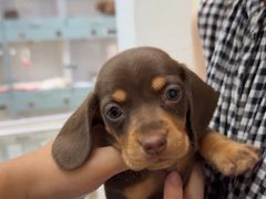 -萌宠之家·腊肠犬·马尔泰·小体犬舍