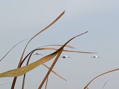 -盐城丹顶鹤湿地生态旅游区