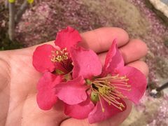 -石家庄市植物园