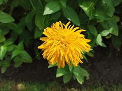 -大宁郁金香公园-停车场