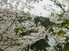 -南山植物园
